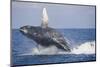 Humpback Whale Breaching from the Atlantic Ocean-DLILLC-Mounted Photographic Print