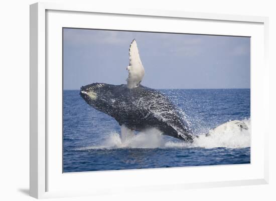 Humpback Whale Breaching from the Atlantic Ocean-DLILLC-Framed Photographic Print