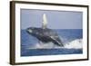 Humpback Whale Breaching from the Atlantic Ocean-DLILLC-Framed Photographic Print