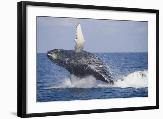 Humpback Whale Breaching from the Atlantic Ocean-DLILLC-Framed Photographic Print