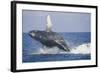 Humpback Whale Breaching from the Atlantic Ocean-DLILLC-Framed Photographic Print