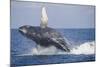 Humpback Whale Breaching from the Atlantic Ocean-DLILLC-Mounted Photographic Print