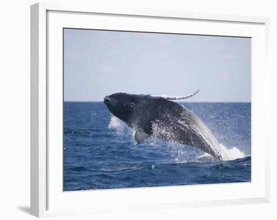 Humpback Whale Breaching from the Atlantic Ocean-DLILLC-Framed Photographic Print