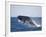 Humpback Whale Breaching from the Atlantic Ocean-DLILLC-Framed Photographic Print