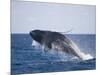 Humpback Whale Breaching from the Atlantic Ocean-DLILLC-Mounted Photographic Print