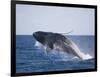 Humpback Whale Breaching from the Atlantic Ocean-DLILLC-Framed Photographic Print