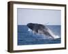 Humpback Whale Breaching from the Atlantic Ocean-DLILLC-Framed Photographic Print