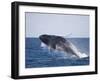 Humpback Whale Breaching from the Atlantic Ocean-DLILLC-Framed Photographic Print