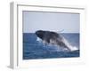 Humpback Whale Breaching from the Atlantic Ocean-DLILLC-Framed Photographic Print