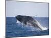 Humpback Whale Breaching from the Atlantic Ocean-DLILLC-Mounted Photographic Print