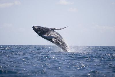https://imgc.allpostersimages.com/img/posters/humpback-whale-breaching-from-the-atlantic-ocean_u-L-PZR7BM0.jpg?artPerspective=n