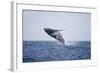 Humpback Whale Breaching from the Atlantic Ocean-DLILLC-Framed Photographic Print