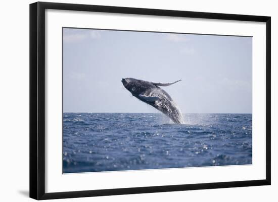 Humpback Whale Breaching from the Atlantic Ocean-DLILLC-Framed Photographic Print