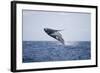 Humpback Whale Breaching from the Atlantic Ocean-DLILLC-Framed Photographic Print