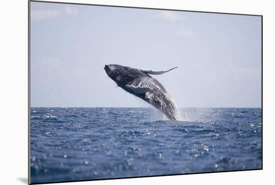 Humpback Whale Breaching from the Atlantic Ocean-DLILLC-Mounted Photographic Print