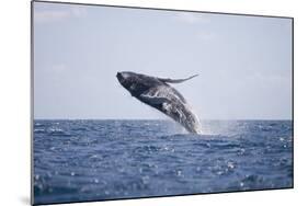 Humpback Whale Breaching from the Atlantic Ocean-DLILLC-Mounted Photographic Print