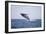 Humpback Whale Breaching from the Atlantic Ocean-DLILLC-Framed Photographic Print