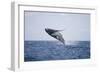 Humpback Whale Breaching from the Atlantic Ocean-DLILLC-Framed Photographic Print