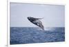 Humpback Whale Breaching from the Atlantic Ocean-DLILLC-Framed Photographic Print