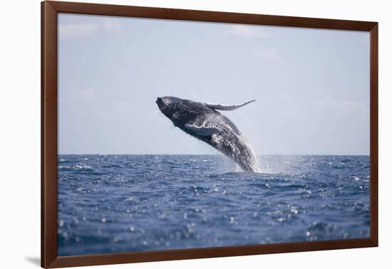 Humpback Whale Breaching from the Atlantic Ocean-DLILLC-Framed Photographic Print