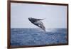 Humpback Whale Breaching from the Atlantic Ocean-DLILLC-Framed Photographic Print