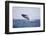 Humpback Whale Breaching from the Atlantic Ocean-DLILLC-Framed Photographic Print