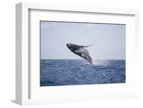 Humpback Whale Breaching from the Atlantic Ocean-DLILLC-Framed Photographic Print