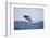 Humpback Whale Breaching from the Atlantic Ocean-DLILLC-Framed Photographic Print