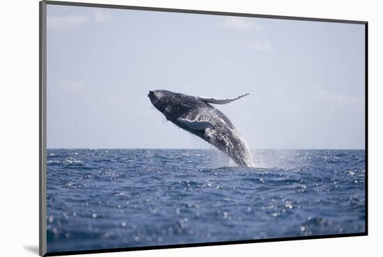 Humpback Whale Breaching from the Atlantic Ocean-DLILLC-Mounted Photographic Print
