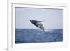 Humpback Whale Breaching from the Atlantic Ocean-DLILLC-Framed Photographic Print