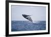 Humpback Whale Breaching from the Atlantic Ocean-DLILLC-Framed Photographic Print