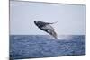 Humpback Whale Breaching from the Atlantic Ocean-DLILLC-Mounted Photographic Print