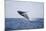 Humpback Whale Breaching from the Atlantic Ocean-DLILLC-Mounted Photographic Print