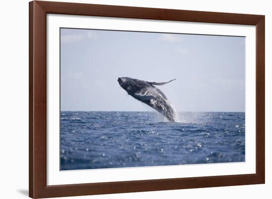 Humpback Whale Breaching from the Atlantic Ocean-DLILLC-Framed Photographic Print