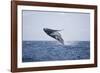 Humpback Whale Breaching from the Atlantic Ocean-DLILLC-Framed Photographic Print