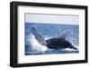 Humpback Whale Breaching from the Atlantic Ocean-DLILLC-Framed Photographic Print