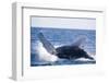 Humpback Whale Breaching from the Atlantic Ocean-DLILLC-Framed Photographic Print