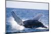 Humpback Whale Breaching from the Atlantic Ocean-DLILLC-Mounted Photographic Print