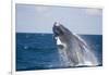 Humpback Whale Breaching from the Atlantic Ocean-DLILLC-Framed Photographic Print