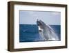 Humpback Whale Breaching from the Atlantic Ocean-DLILLC-Framed Photographic Print