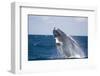 Humpback Whale Breaching from the Atlantic Ocean-DLILLC-Framed Photographic Print