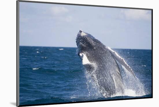 Humpback Whale Breaching from the Atlantic Ocean-DLILLC-Mounted Photographic Print