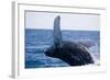 Humpback Whale Breaching from the Atlantic Ocean-DLILLC-Framed Photographic Print