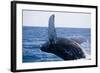 Humpback Whale Breaching from the Atlantic Ocean-DLILLC-Framed Photographic Print