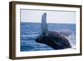 Humpback Whale Breaching from the Atlantic Ocean-DLILLC-Framed Photographic Print