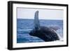 Humpback Whale Breaching from the Atlantic Ocean-DLILLC-Framed Photographic Print