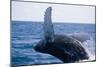 Humpback Whale Breaching from the Atlantic Ocean-DLILLC-Mounted Photographic Print