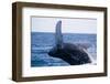 Humpback Whale Breaching from the Atlantic Ocean-DLILLC-Framed Photographic Print