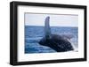 Humpback Whale Breaching from the Atlantic Ocean-DLILLC-Framed Photographic Print