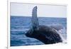 Humpback Whale Breaching from the Atlantic Ocean-DLILLC-Framed Photographic Print